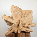 Sandrose +/- 6,07 kg 23x31x22 cm